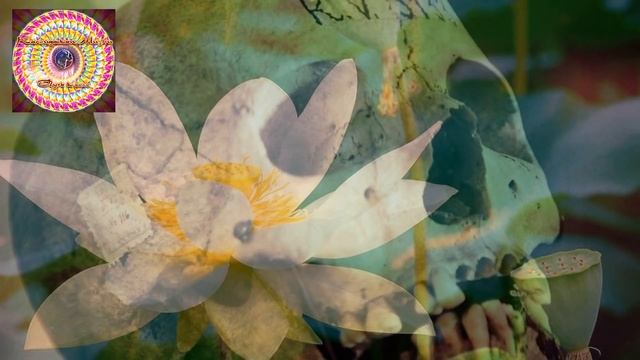 Подавления воли, манипуляции в Духовных центрах и школах. Отзыв на примере Школы Белого Лотоса смотреть онлайн