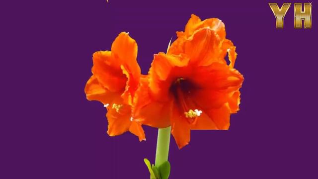 Blooming Amaryllis Timelapse - Johann Strauss Blue Danube смотреть онлайн
