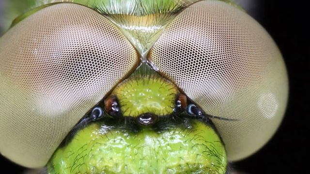 ФАКТЫ О СТРЕКОЗАХ. смотреть онлайн