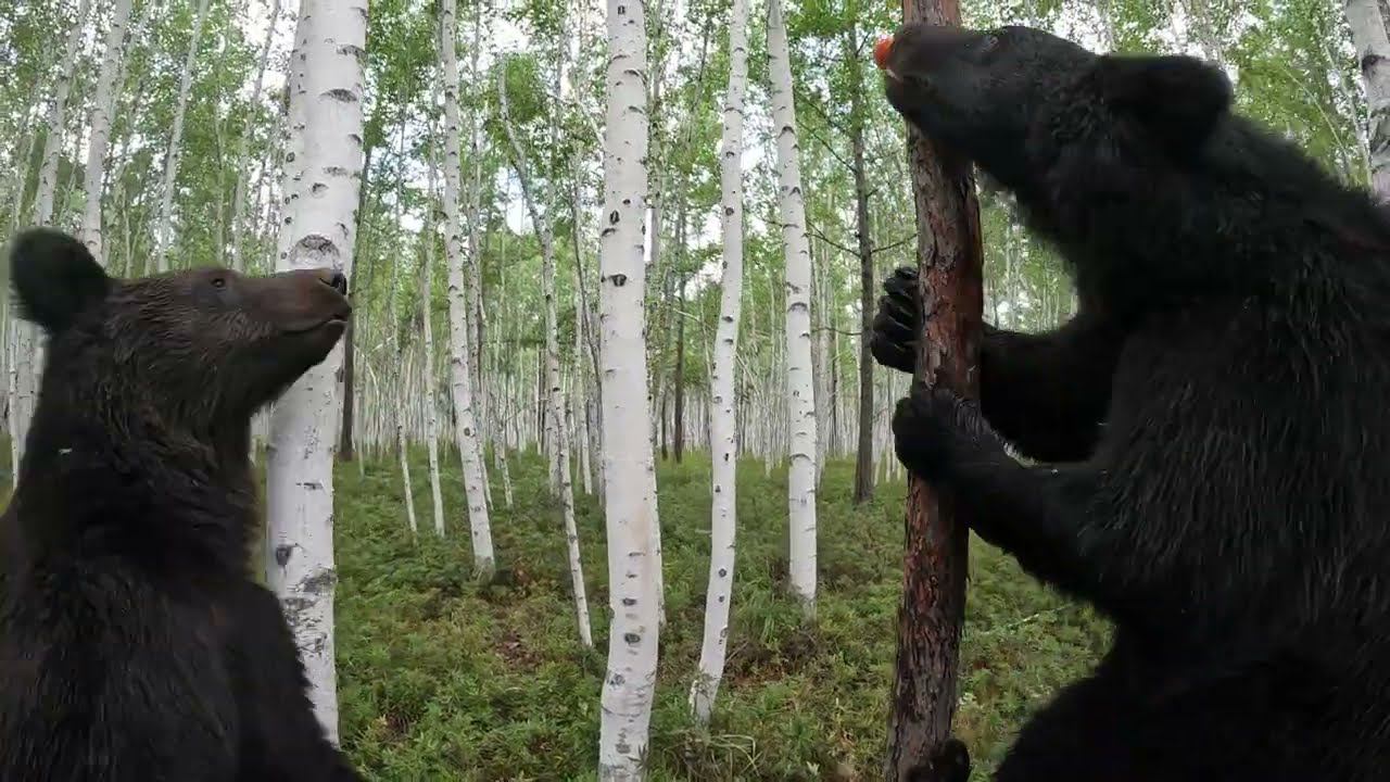 Медведи опять нашли фруктовое дерево. смотреть онлайн