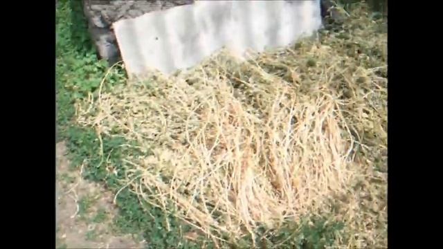 Травяная мука и как я ее делаю в домашних условиях смотреть онлайн