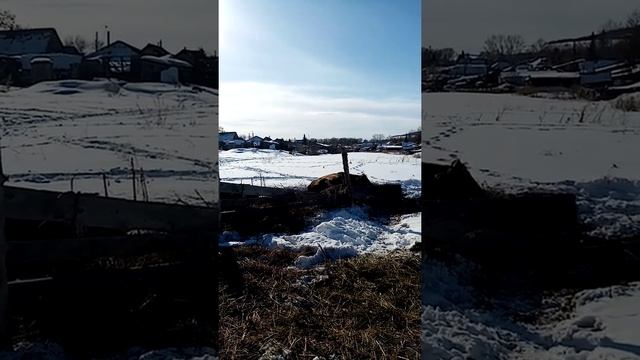 Содержание коров зимой. Коровы без простуды. смотреть онлайн