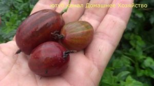 ГРАНД - крупноплодный сорт крыжовника раннего срока созревания