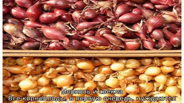Когда сажать морковь и свеклу смотреть онлайн
