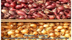 Когда сажать морковь и свеклу