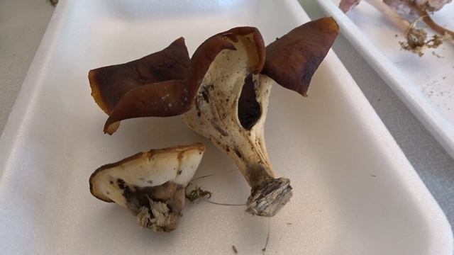 Polyporus badius (Pers.) Schwein. čes. choroš smolonohý смотреть онлайн