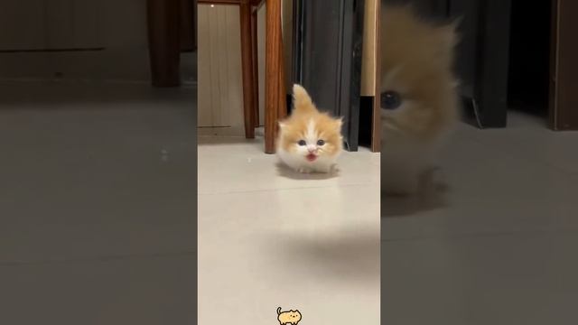 милые котята