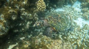 Вот ради чего стоит побывать на Мальдивах. Остров Тодду