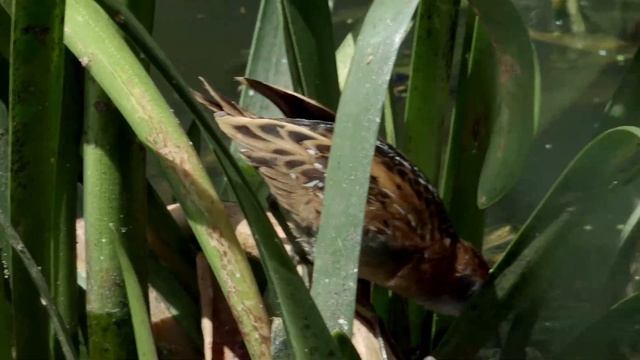 Погоныш-крошка - Porzana pusilla смотреть онлайн