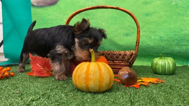 Щенок йоркширского терьера / девочка / 8 недель