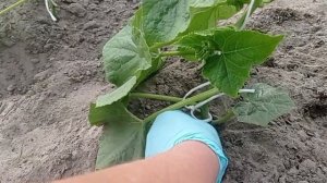 КАК Я ФОРМИРУЮ ОГУРЦЫ. ПОДВЯЗКА ОГУРЦОВ. ШПАЛЕРА для ОГУРЦОВ.