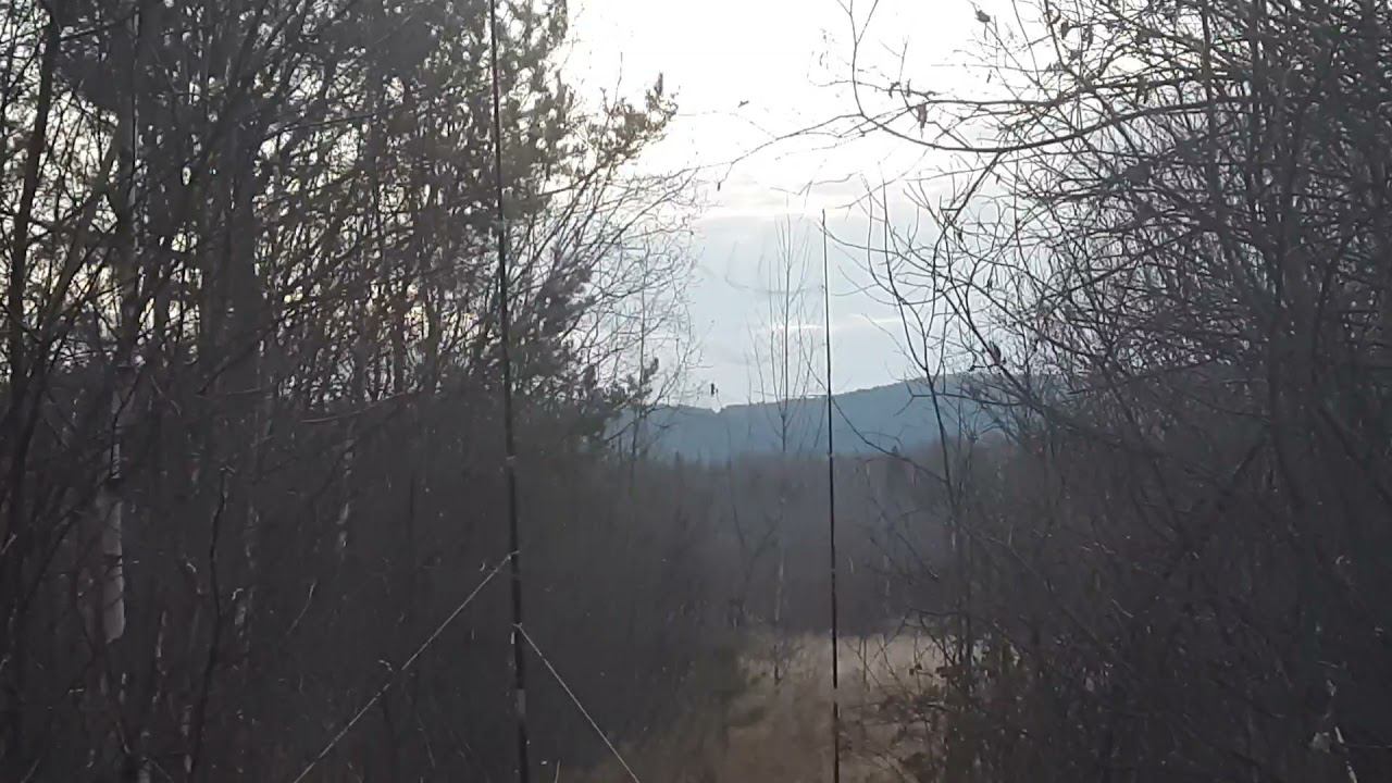 Ловля певчих птиц 24 октября 2021 год, поймал белапоясых клестов. смотреть онлайн