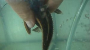 Сомик ПЛАТИДОРАС полосатый.