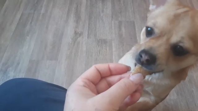 Масленица!?Едим блины с Баксом!? смотреть онлайн