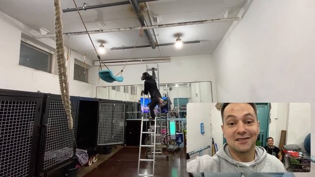 СМОТРЕТЬ ВСЕМ - Необычное поведение обезьян | Приколы 2020 с шимпанзе | Смешные животные 2020 смотреть онлайн