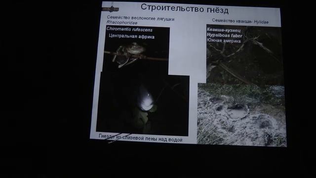 Как амфибии заботятся о своем потомстве. Часть 2. Шахпоронов В. В. 29.12.2014 edit смотреть онлайн