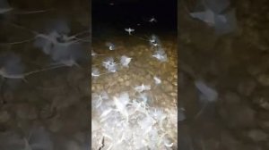 "Вылет" метелики (бабочки Подёнки)