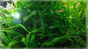 Мутная вода в аквариуме  Почему мутнеет вода в аквариуме. Что делать?