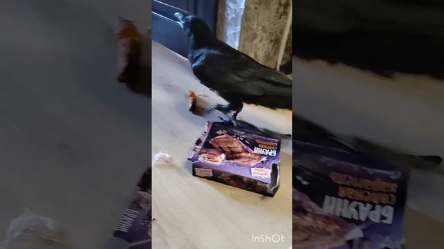 ТЫ НЕ ТЫ КОГДА ГОЛОДЕН)) смотреть онлайн