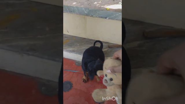 Bella playing with her doll смотреть онлайн