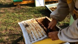 Сезона 2019 Выставка ульев из омшаника, пересадка семей, лечебная обработка. Как перезимовали пчелы