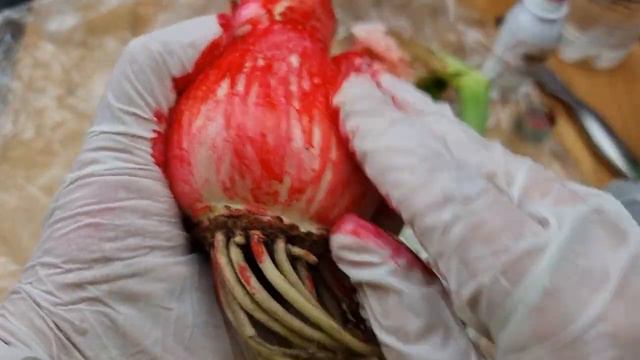 две великолепные луковицы гиппеаструмов,  Naranja и La Pas