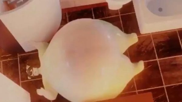 Yet another Catsikune expansion