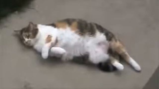 Пердящий Кот смотреть онлайн