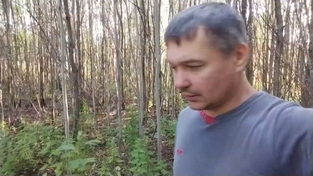 иван чай сбор | на мотоблоке | аптечная ромашка