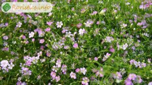 Многолетняя гипсофила – посадка и уход, выращивание гипсофилы из семян