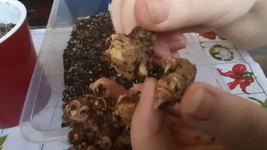 Посадка клубня каллы.