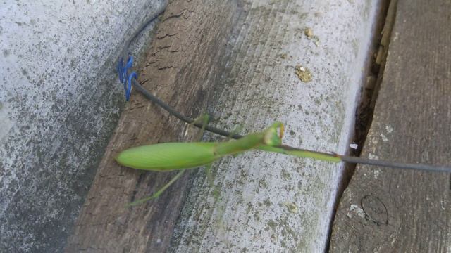 Богомол религиозный (Europäische Gottesanbeterin) смотреть онлайн