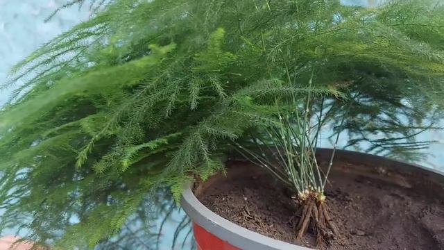 Asparagus Fern | Lace Fern | Haji Garden