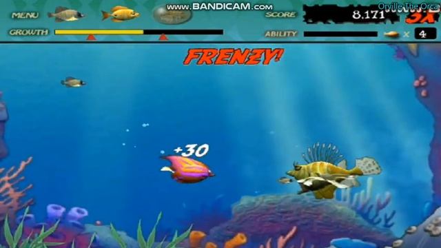 FEEDING FRENZY: Andy the Angelfish part 1 смотреть онлайн