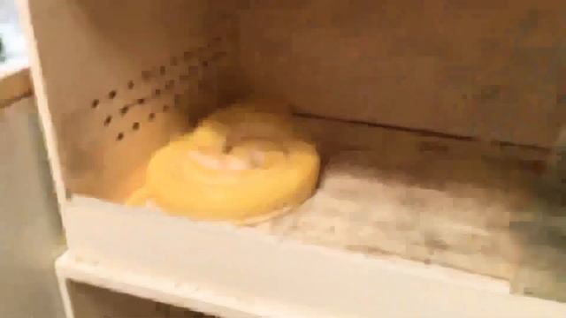 Как найти сбежавшую змею без смс и регистрации смотреть онлайн