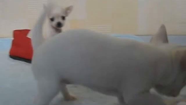 Щенки чихуахуа танцуют)), смешные милые карапузы смотреть онлайн