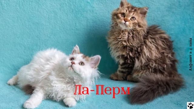 Алфавит в 4 лапы/ Л: Ла Перм или Кудрявая шубка/История породы/характер/отличительные черты/ смотреть онлайн