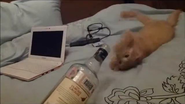 Котэ зажигает смотреть онлайн