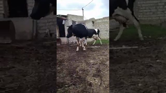 Бык Холмогор 2 года живой вес 800 кг, 420 кг мясом, 21 сентября 2021 год смотреть онлайн