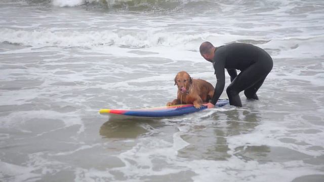 Teach Your Dog to SURF with Simple 5-Step Guide смотреть онлайн