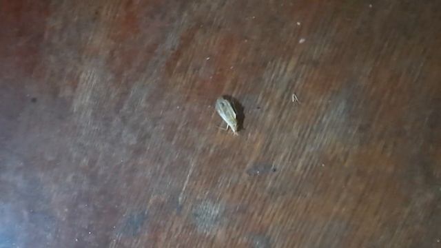 Как выглядят зелёные сверчки которые не дают нам спать! смотреть онлайн