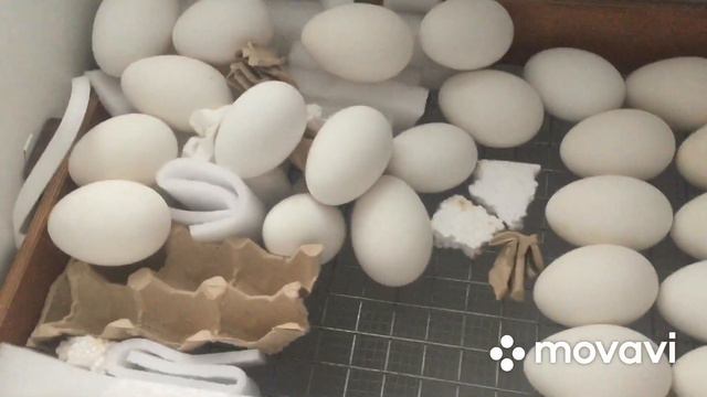 Ступенчатая инкубация/Главное иметь выводной инкубатор,а остальное как по маслу смотреть онлайн