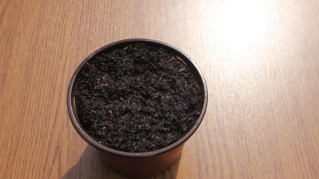 Kako uzgojiti kumkvat iz semena ceo video смотреть онлайн