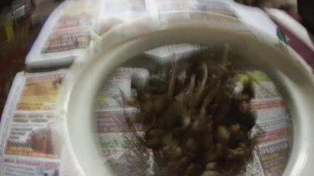 Как отделить семена табака без мусора смотреть онлайн