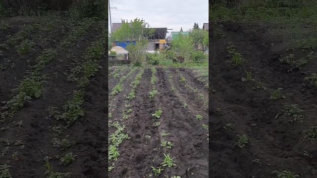 Первая прополка мотоблоком . смотреть онлайн