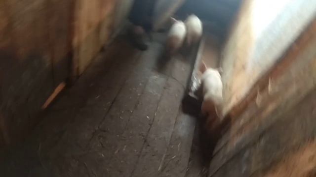 Поросята Сибирской Белой смотреть онлайн