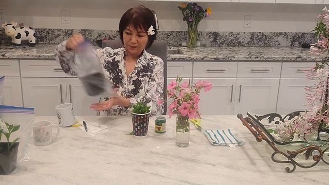 Propagate Pink Petunia, The Love Of My Flower Life..