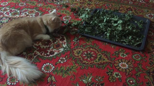 Мой кот придурок? смотреть онлайн