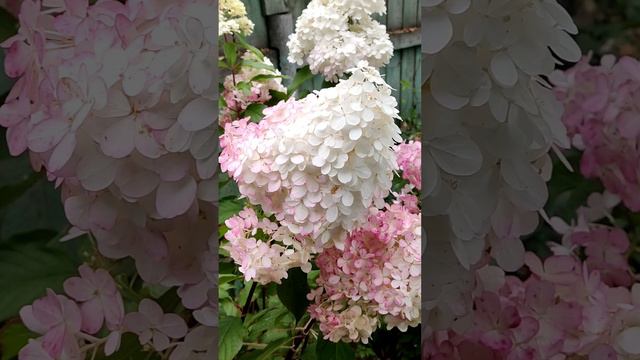 😔 Где цветы? 🤔 Раскрываю секреты цветения гортензии метельчатой! смотреть онлайн