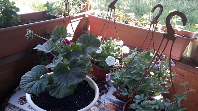 ПОГОДА СУПЕР ?, А ОТПУСК ЗАКОНЧИЛСЯ /ВЫСАДКА ЛАВАНДЫ, ГЕОРГИН " КАРЛСОН "? смотреть онлайн